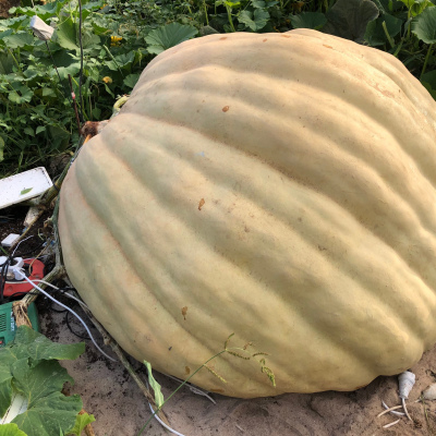 2356,7 Mendi 2021(2183 x 1686)1069 KG ANABELICA, UNA CALABAZA INCREIBLE. HA CRECIDO CALABAZAS DE MAS DE 900 Y 1000 KG