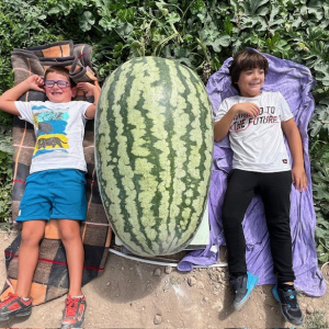 2 seeds WATERMELON 237 (107,5 kg) MENDI 2024 DMG DAY 65- Traditional Watermelon