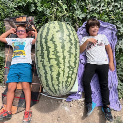 2 seeds WATERMELON 237 (107,5 kg) MENDI 2024 DMG DAY 65- Traditional Watermelon